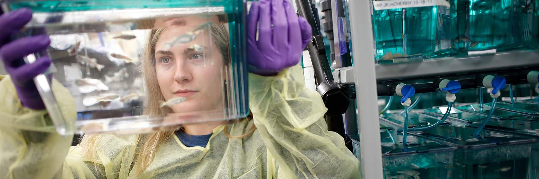 Student Jackie Youngs stands in a lab coat and looks at a container of zebrafish in a research lab.